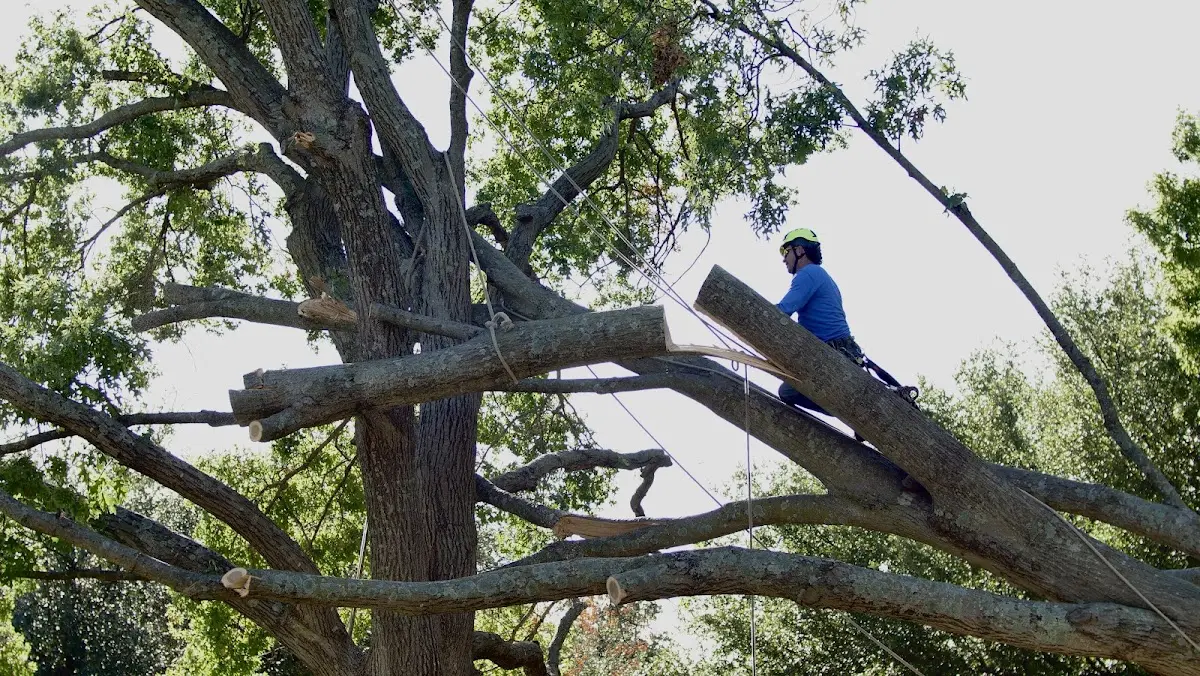 Professional Crown Thinning performed by certified arborists in New Durham