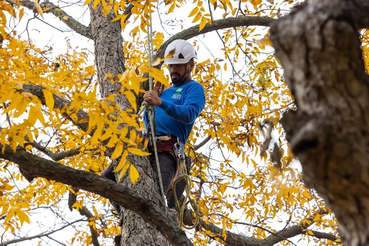 Skilled Storm Damage Cleanup crew working in New Durham