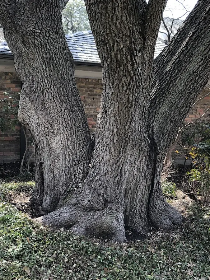 Mature heritage tree close to a New Durham property cared for by certified arborists